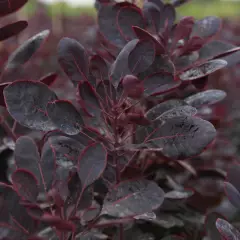 COTINUS coggygria 'Lilla' - Arbre à pérruques nain