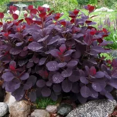 COTINUS coggygria 'Lilla' - Arbre à pérruques nain