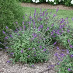 BUDDLEJA davidii 'Blue Chip Jr' ® - Arbre aux Papillons nain