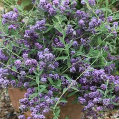 BUDDLEJA alternifolia 'Unique' ® - Arbre aux papillons à feuilles alternes