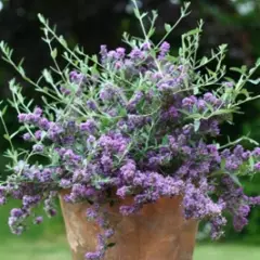 BUDDLEJA alternifolia 'Unique' ® - Arbre aux papillons à feuilles alternes