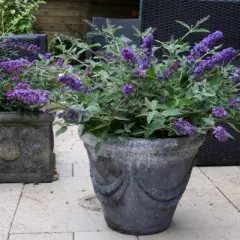 BUDDLEJA davidii 'Free Petite' Blue Heaven ® - Arbre aux papillons nain