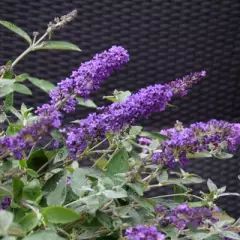 BUDDLEJA davidii 'Free Petite' Blue Heaven ® - Arbre aux papillons nain