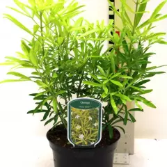 CHOISYA ternata 'Aztec Gold'® - Oranger du Mexique