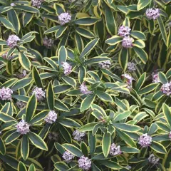 DAPHNE odora 'Marianni' ®(Rogbret) - Daphnée parfumée 'Rogbret'