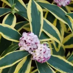 DAPHNE odora 'Marianni' ®(Rogbret) - Daphnée parfumée, Bois joli