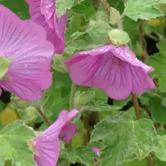 LAVATERA 'Bredon Springs'