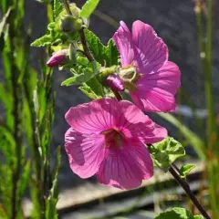 LAVATERA 'Bredon Springs'