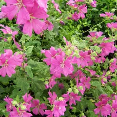 LAVATERA 'Bredon Springs'