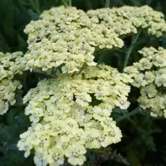 ACHILLEA millefolium 'Crème de la Crème' - Achillée vivace