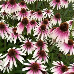 ECHINACEA 'Pretty Parasol'