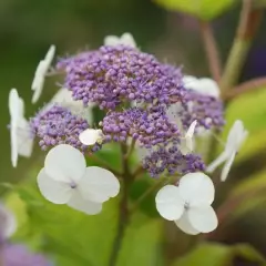 HYDRANGEA aspera 'Goldrush'® - Hortensia à feuillage doré