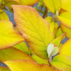 HYDRANGEA aspera 'Goldrush'® - Hortensia à feuillage doré