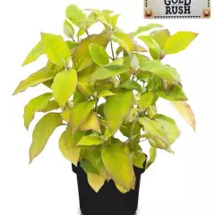 HYDRANGEA aspera 'Goldrush'® - Hortensia à feuillage doré