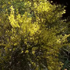 CYTISUS 'Allgold' - Genêt précoce 'Allgold'