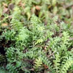 LEPTINELLA potentillina - Cotula