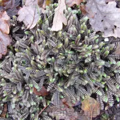 LEPTINELLA potentillina - Cotula