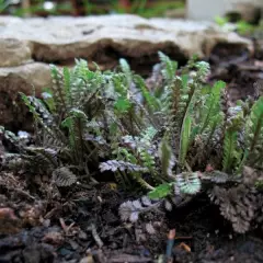 LEPTINELLA squalida 'Platt's Black'