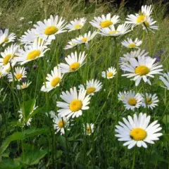 LEUCANTHEMUM vulgare - Maguerite