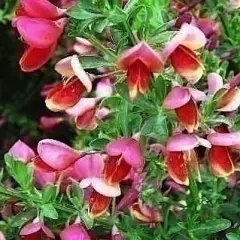 CYTISUS praecox 'Hollandia' - Genêt précoce 'Hollandia'