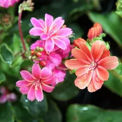 LEWISIA cotyledon