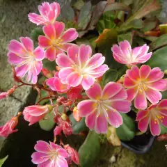 LEWISIA cotyledon