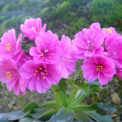 LEWISIA cotyledon