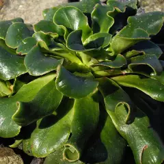 LEWISIA cotyledon