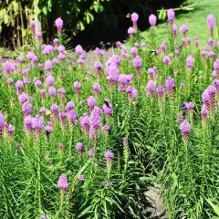 LIATRIS spicata - Liatride