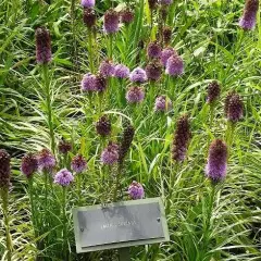 LIATRIS spicata - Liatride