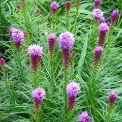 LIATRIS spicata - Liatride