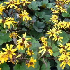 LIGULARIA dentata 'Desdemona' - Ligulaire