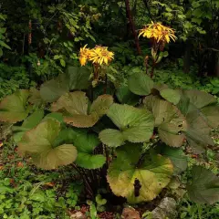 LIGULARIA dentata 'Desdemona' - Ligulaire