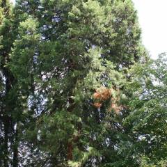 SEQUOIADENDRON giganteum 'Glaucum' - Séquoia géant