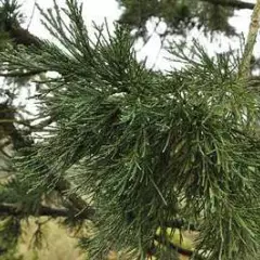 SEQUOIADENDRON giganteum 'Glaucum' - Séquoia géant