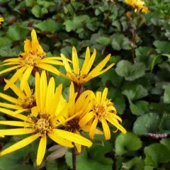 LIGULARIA dentata 'Othello' - Ligulaire