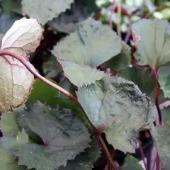 LIGULARIA dentata 'Othello' - Ligulaire