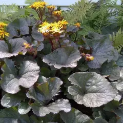 LIGULARIA dentata 'Othello' - Ligulaire