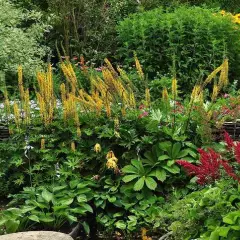 LIGULARIA 'Przewalskii' - Ligulaire