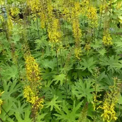 LIGULARIA 'Przewalskii' - Ligulaire