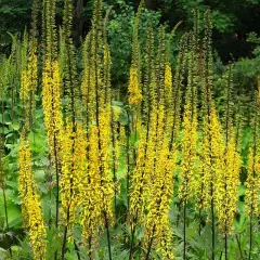 LIGULARIA 'Przewalskii' - Ligulaire