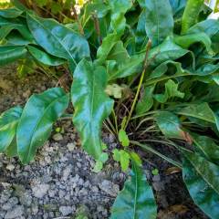 LIMONIUM latifolium - Statice