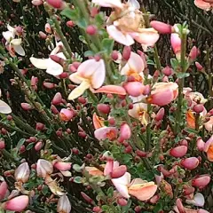 CYTISUS praecox 'Zeelandia' - Genêt précoce 'Zeelandia'