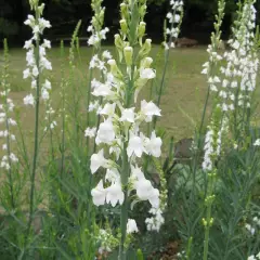 LINARIA purpurea 'Alba' - Linaire