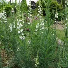 LINARIA purpurea 'Alba' - Linaire