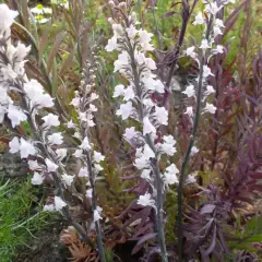 LINARIA purpurea 'Canon J Went'