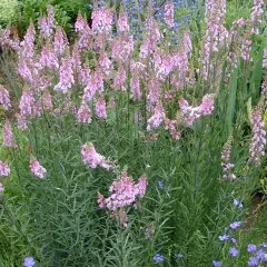 LINARIA purpurea 'Canon J Went'