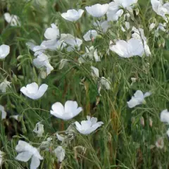 LINUM perenne 'Diamant'