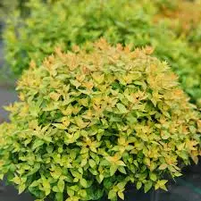 ABELIA grandiflora 'Little Gold' ® - Abélia nain doré