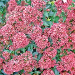 ABELIA grandiflora 'Raspberry Profusion'® - Abélia nain rose